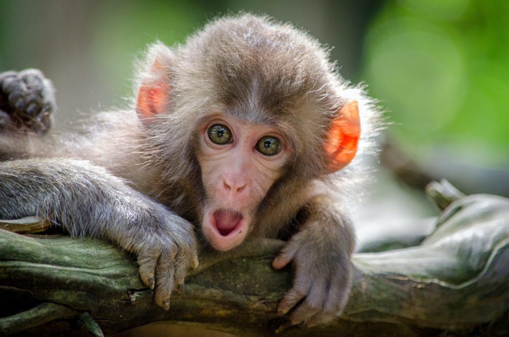 Cute Monkey