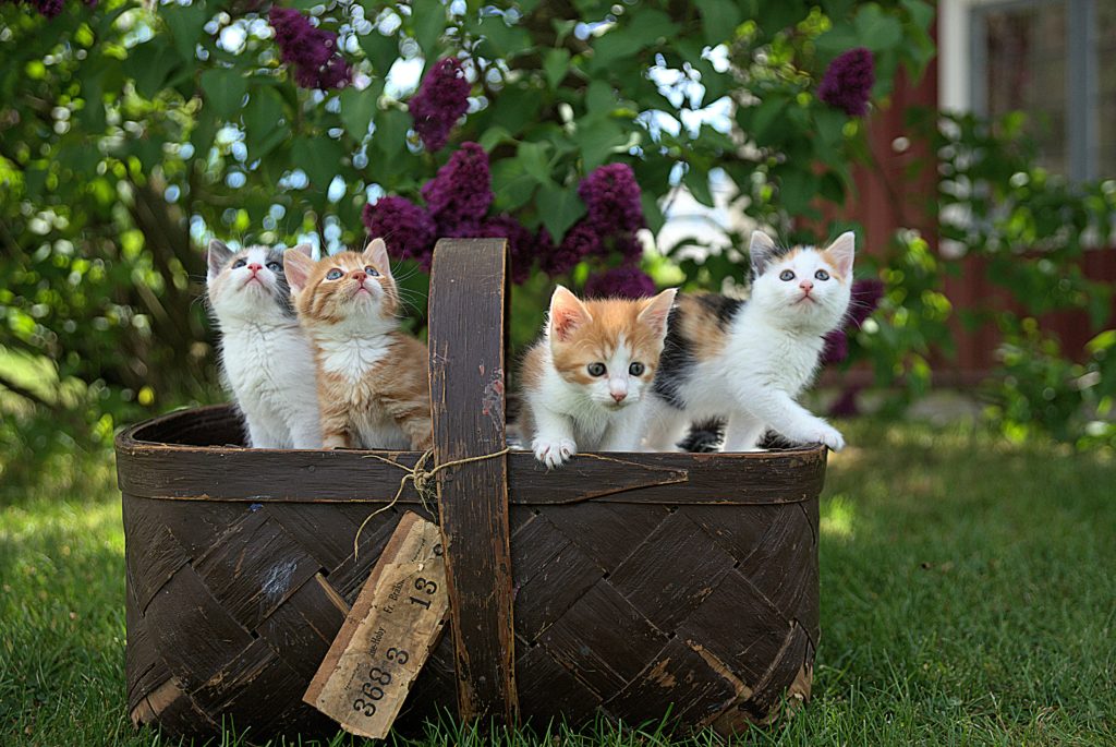 Kittens in basket