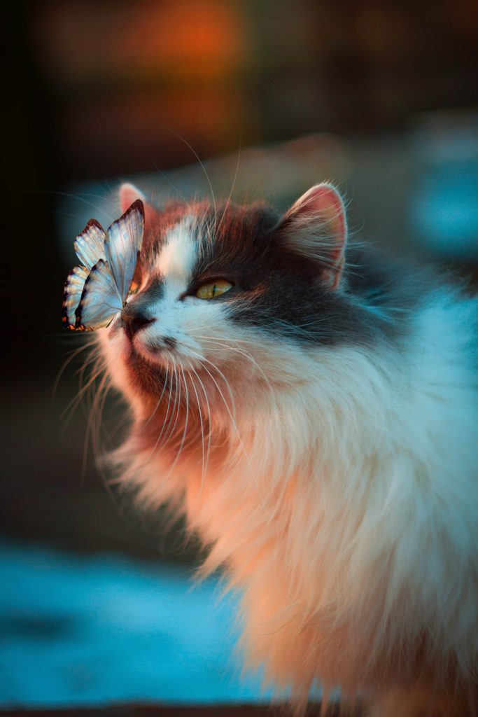 Butterfly on a cat's nose